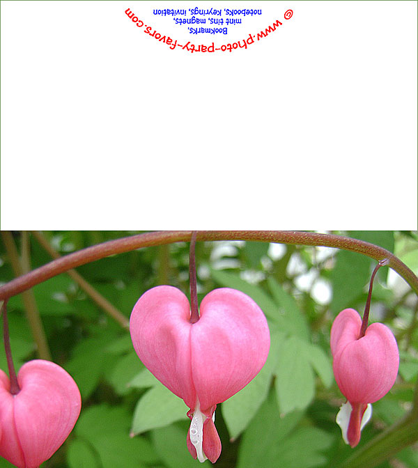 Bleeding Hearts Flower Free Printable Note Card
