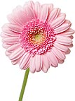 gerber daisy